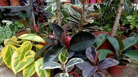 Ficus Plant Varieties | Home and Garden Reference