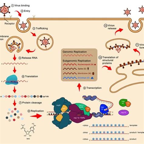 (PDF) Molnupiravir: a novel efficacious antiviral candidate to COVID-19