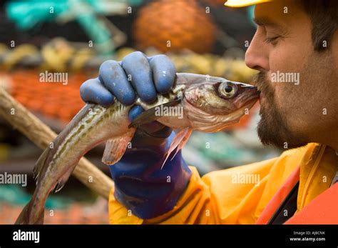 Kissing Alaska Pollock a fisherman jokingly reflects a value Alaska Pollock have in North ...