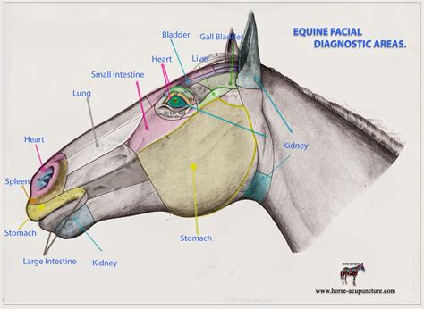 Equine Acupuncture Training- Articles : 2014