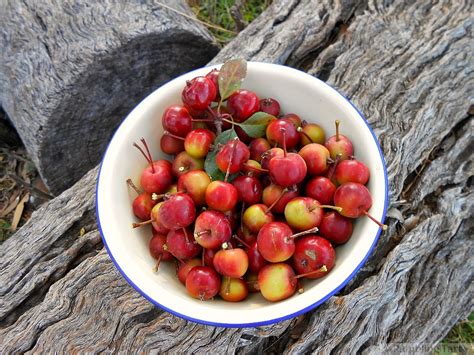 Crab Apples, Spiced Currant Porridge, and Time to Rest » ramblingtart