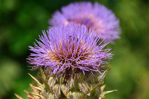 100+ Free Safflower & Nature Images - Pixabay