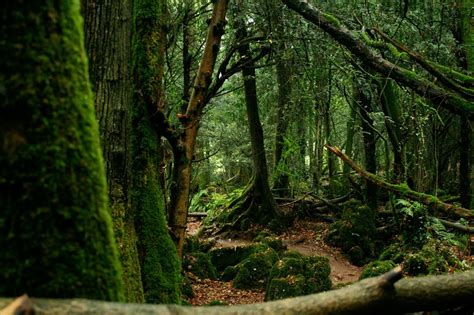 London and Beyond: The darkness and mystique of Puzzlewood, The Forest of Dean, Gloucestershire ...