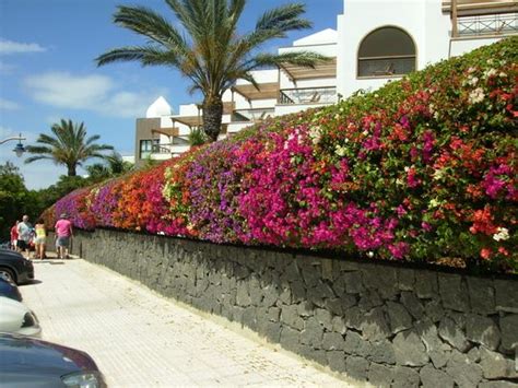 bougainvillea spectabilis | Garden hedges, Bougainvillea tree, Tropical ...