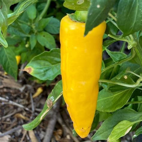 Yellow Serrano Pepper Seeds | Tyler Farms