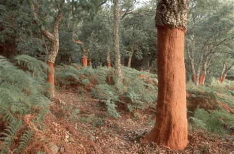 Mediterranean cork forests receive first ever FSC certification | WWF