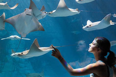 Manta Aquarium | SeaWorld Orlando Discount Tickets | Undercover Tourist