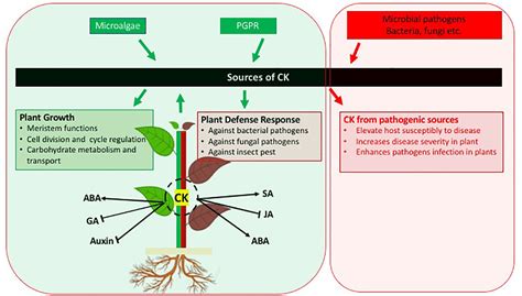 Cytokinins In Plants Function Features What Are Cytokinins?, 52% OFF