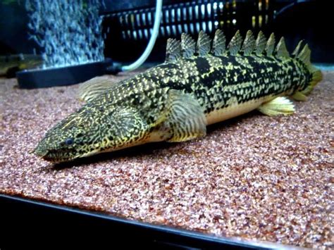 Ornate Bichir 101: Care, Diet, Tank Size, Tank Mates & More - Aquarium Part