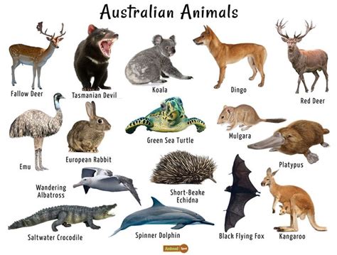 Discover the Fascinating World of Australian Animals