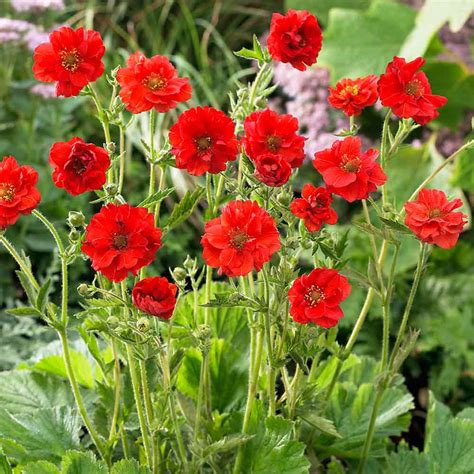 Geum Mrs Bradshaw – Caragh Nurseries