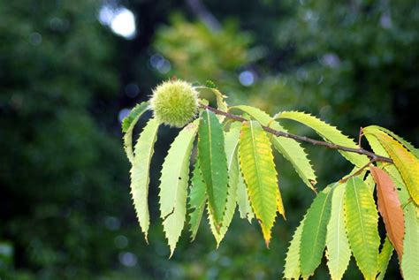 The American Chestnut: Extinct or Returning? | LEAF | Local Enhancement & Appreciation of Forests