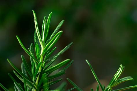 Premium Photo | Fresh rosemary herb grow outdoor. rosemary leaves close-up.