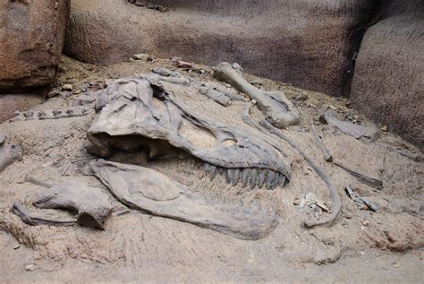 The 10 Best Dinosaur Fossils Ever Discovered! So Why Haven't You Seen ...