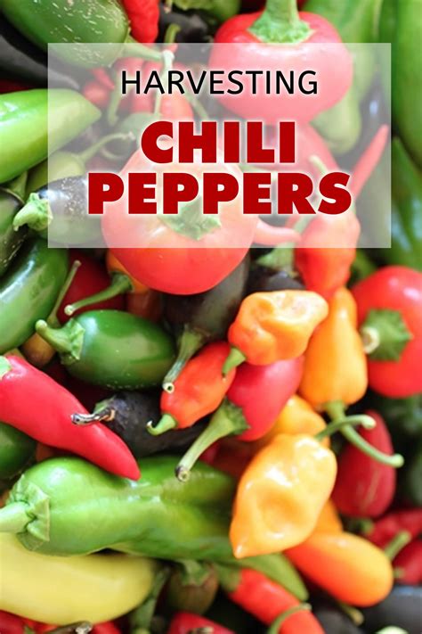 Harvesting Your Chili Peppers - Chili Pepper Madness