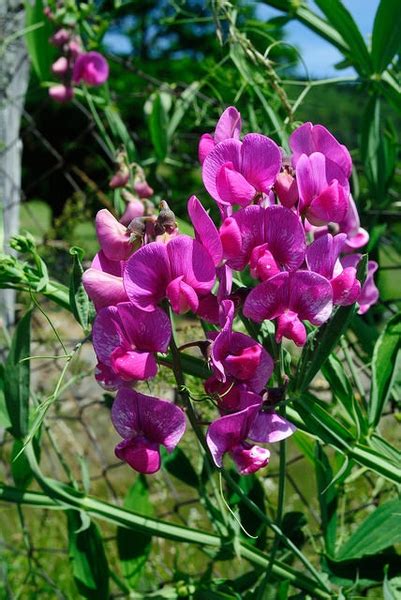 Lathyrus odoratus (Annual Sweet Pea, Sweet Pea) | North Carolina ...