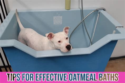 Can Oatmeal Bath Help to Treat Folliculitis in Dogs?