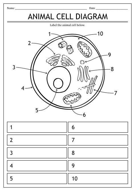 Plant Cell Functions, Cell Parts And Functions, Plant Cell Labeled ...