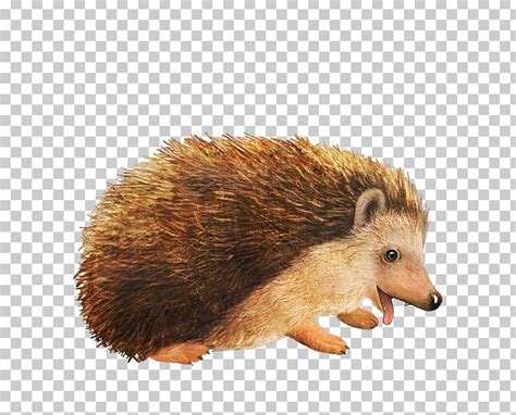 Amur Hedgehog Animal PNG, Clipart, Animal, Animals, Cartoon, Cartoon ...