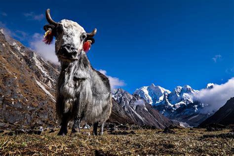 Trektocht Zuid Noord Kangchenjunga Nepal | Snow Leopard