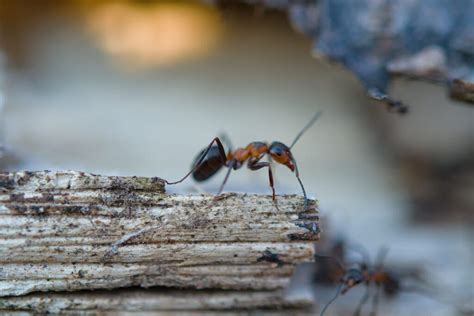 The bullet ant: 5 Facts About the Insect with the World’s Most Painful Sting