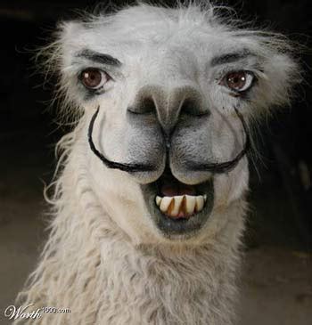 Llama A Funniest Animal - Pets Cute and Docile