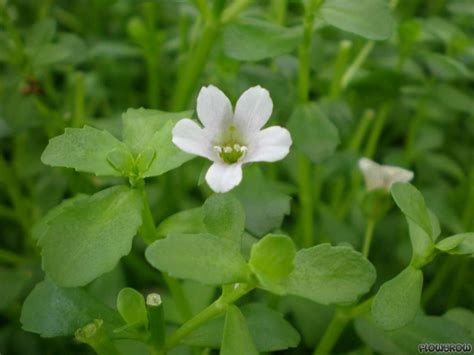 Bacopa monnieri - Water hyssop - Flowgrow Aquatic Plant Database