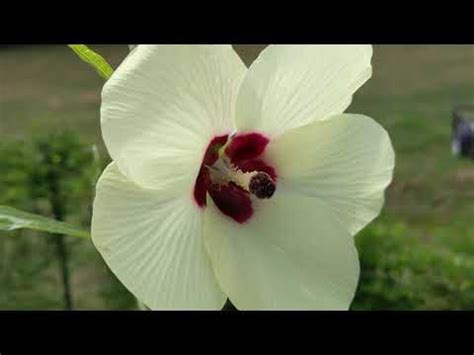 Preventing Cross Pollination in Okra Flowers for Seed Saving - YouTube