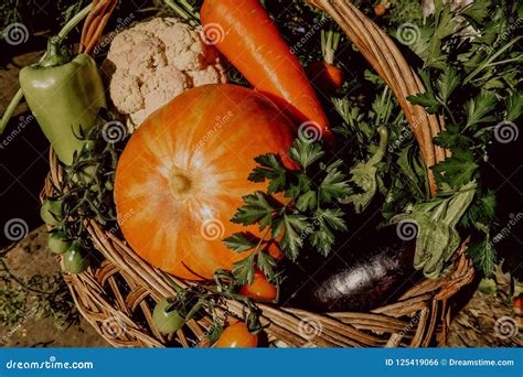 Farm Vegetables in the Basket. Vegetable Fresh Garden Organic Stock Photo - Image of farmers ...