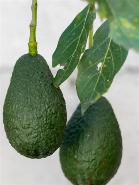 Simple Advice To Help You Make A Bonsai Avocado Tree - Gardening Dream