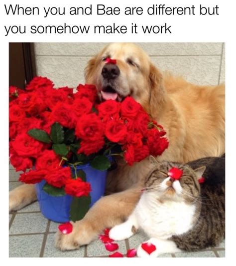 18 Hilarious Valentine's Day Memes To Share With Your Boo | Cuteness