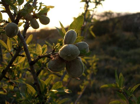 Almond | Diseases and Pests, Description, Uses, Propagation