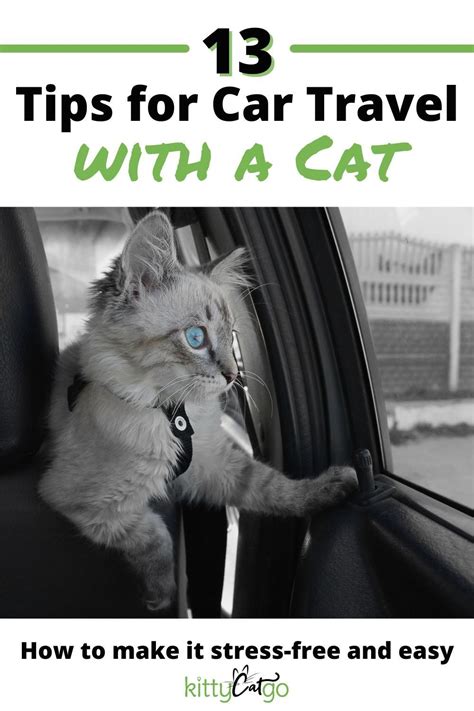 13 Tips for Traveling with a Cat by Car | Cat travel, Cat training, Cats