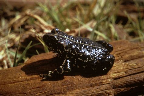 Black Toad Facts and Pictures