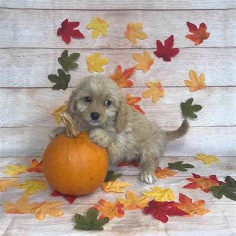 Shih tzu / Maltese / Poodle Puppies for sale - Tullys Kennels