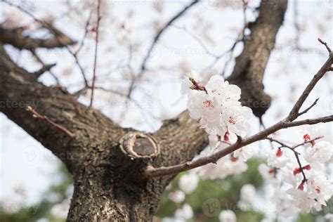 Cherry Blossom Landscape in Korea 18787337 Stock Photo at Vecteezy