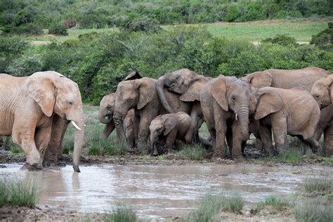 Photo Series of Elephants at a Watering Hole - Shamwari