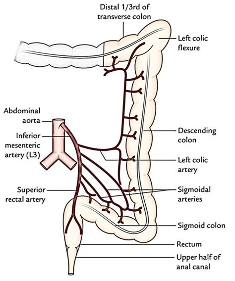 Inferior Mesenteric Artery – Earth's Lab