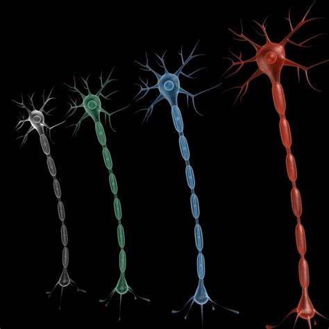 3d neuron model