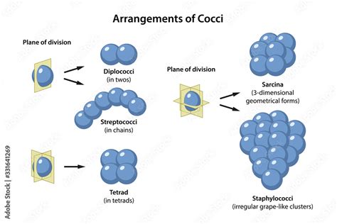 Arrangements of Coccus Bacteria in plane of division. Microbiology ...