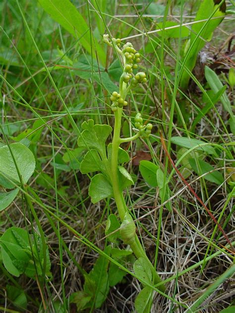 Botrychium lunaria (common moonwort): Go Botany