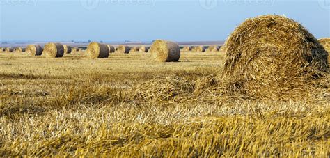 Grain crop harvesting. 9491877 Stock Photo at Vecteezy