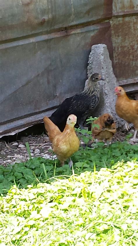 The goofy chicken page | BackYard Chickens