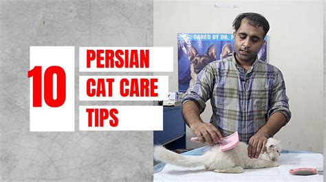 10 Persian cat care tips | How to keep persian cat healthy | Aliyan ...