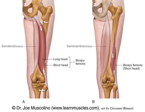 Biceps Femoris Muscle