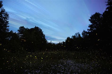 Fireflies and Daisies | Mike Lewinski | Flickr