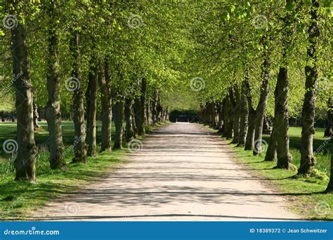 Green path stock photo. Image of forests, woods, pathway - 18389372