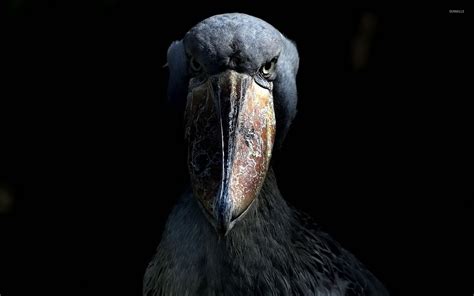 SimplePlanes | Shoebill the best bird