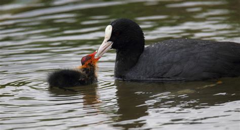 Zenfolio | Wildlife & Landscape Photography by Andrew Mozley | Coot & Moorhen | Coot with chick