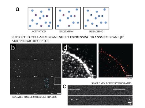 1: Concept of PALM imaging. a) a few molecules are activated to the on ...